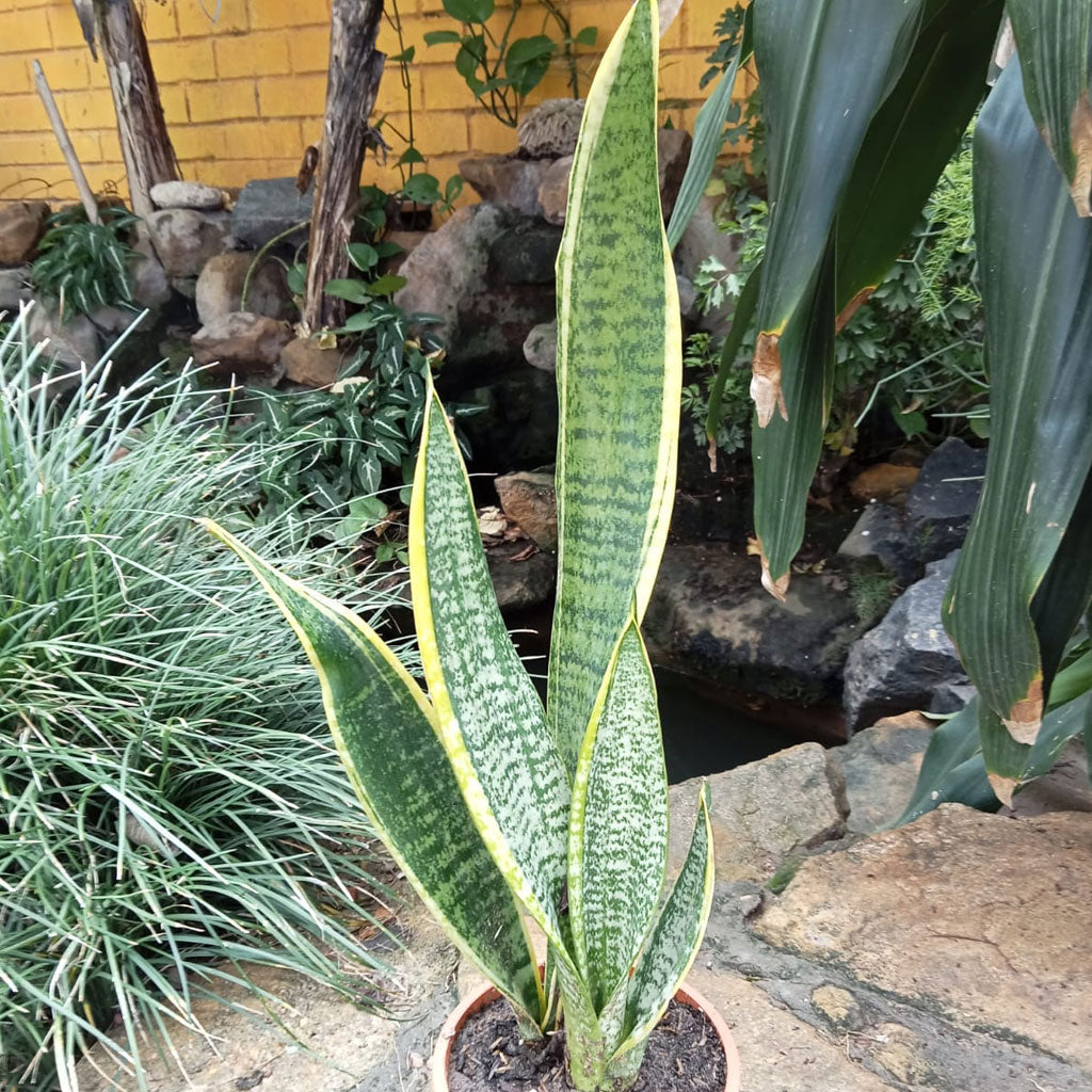  Sansevieria Trifasciata Laurentii Snake Plant