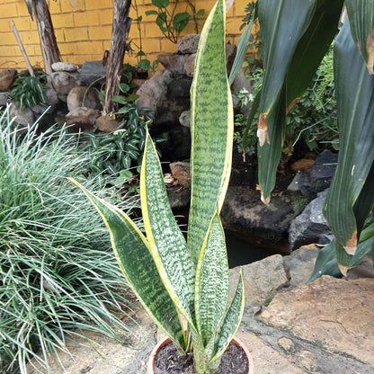  Sansevieria Trifasciata Laurentii Snake Plant
