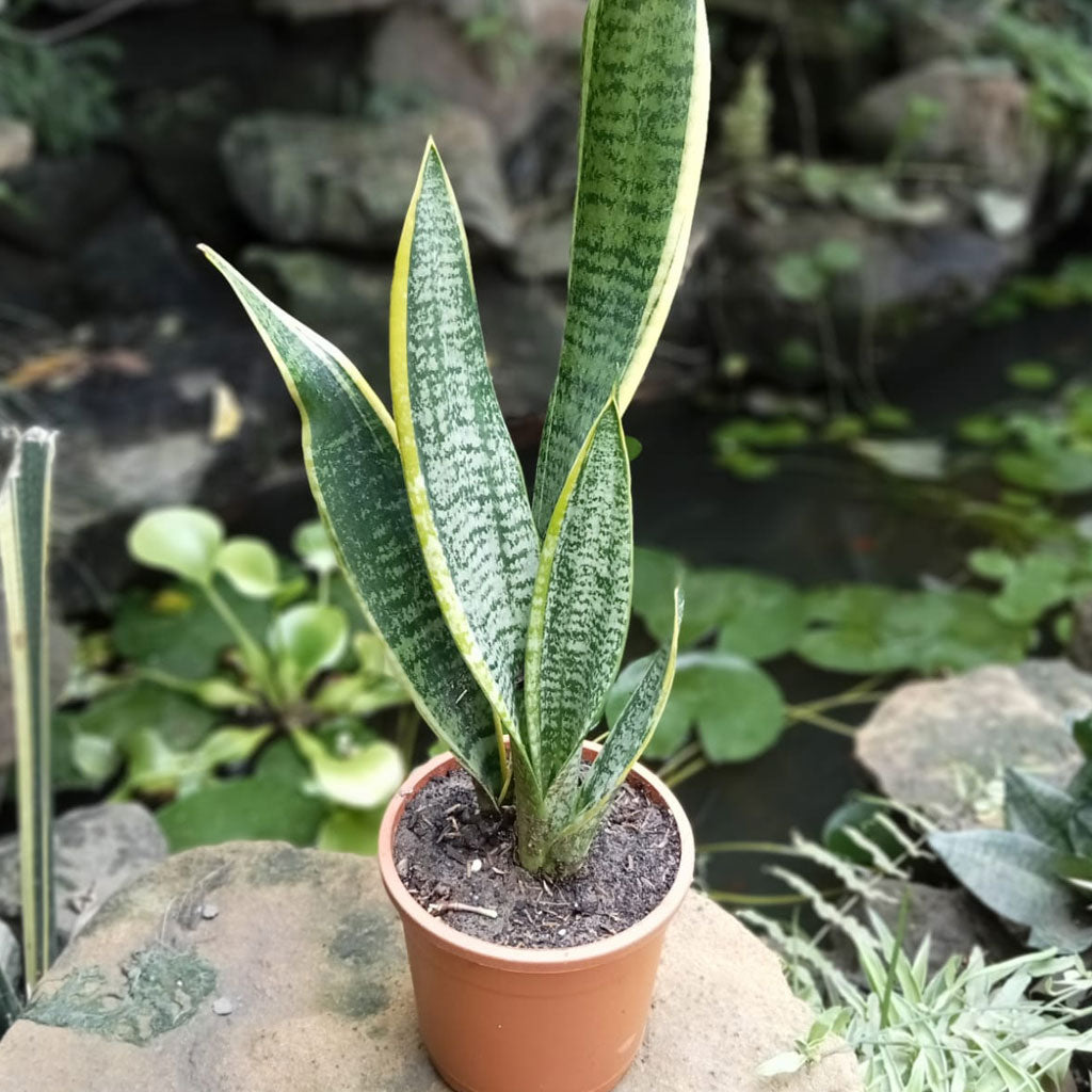  Sansevieria Trifasciata Laurentii Snake Plant