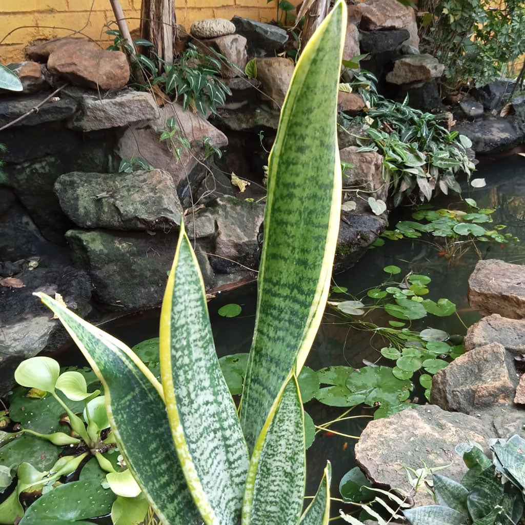  Sansevieria Trifasciata Laurentii Snake Plant