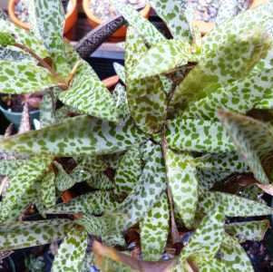  Ledebouria Socialis Silver Squill Succulent Plant