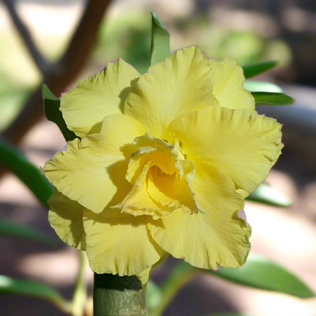  Lemon Bliss Adenium Plant