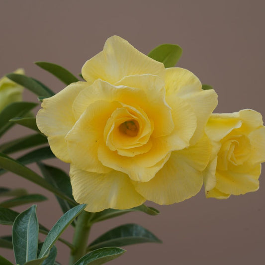  Lemon Glow Adenium Plant