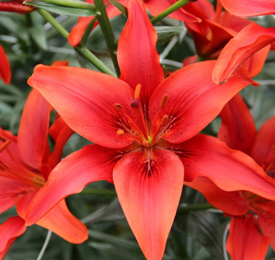  Lilium Asiatic 'Prunotto' (Bulbs)