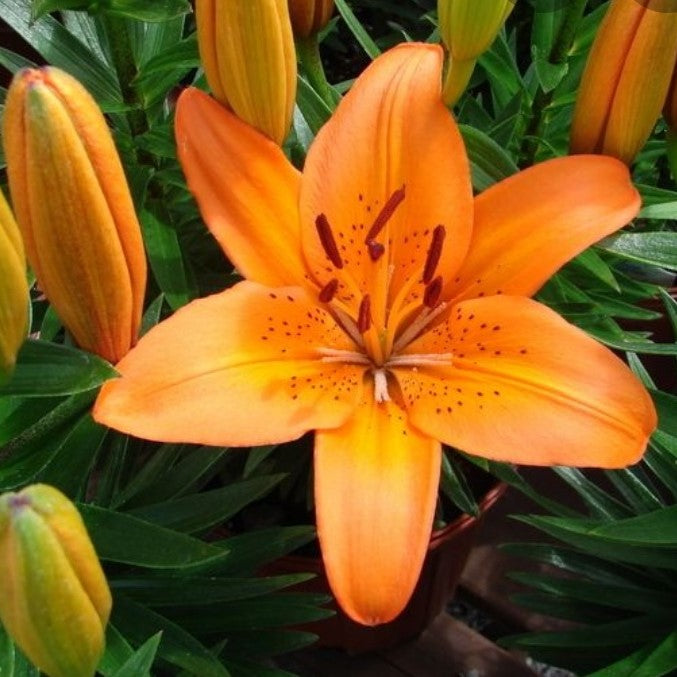  Lilium Asiatic 'Brunello' (Bulbs)