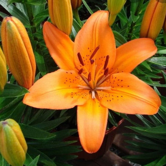  Lilium Asiatic 'Brunello' (Bulbs)