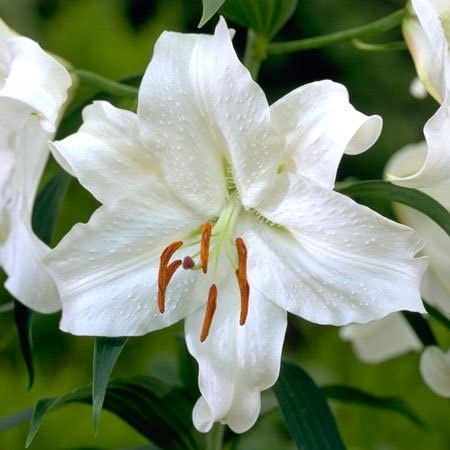  Lilium Oriental 'Casa Blanca' (Bulbs)
