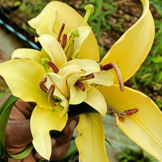  Lilium Oriental 'Outback' (Bulbs)