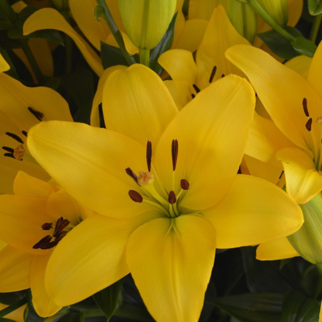  Lilium Asiatic 'Pavia' (Bulbs)