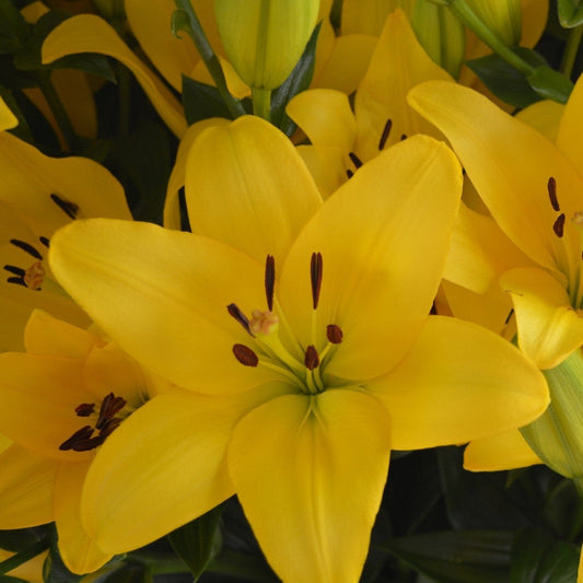  Lilium Asiatic 'Pavia' (Bulbs)