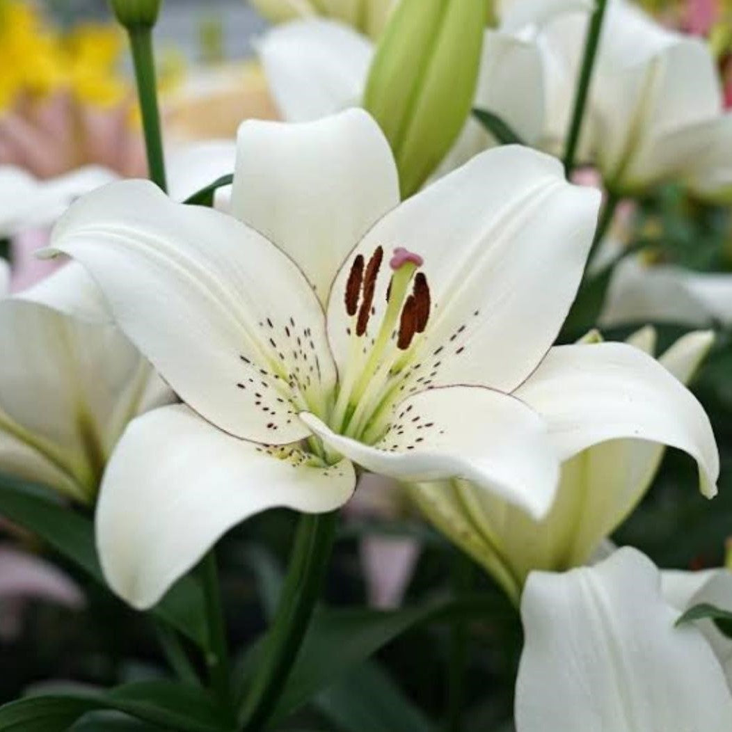  Lilium Oriental 'Ice Dreamer' (Bulbs)