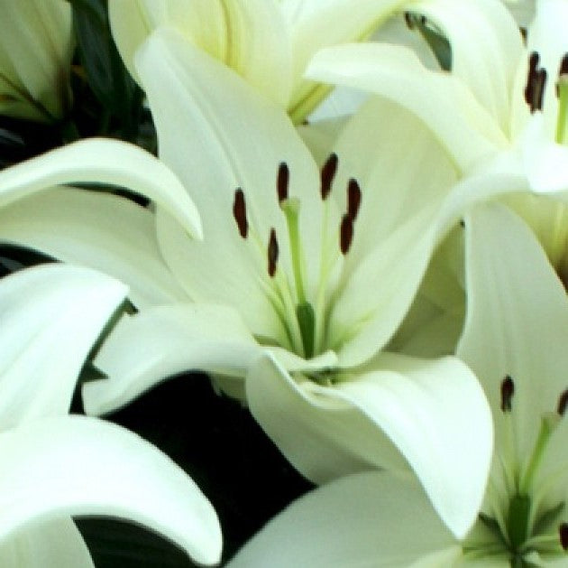  Lilium Asiatic 'Sotara' (Bulbs)