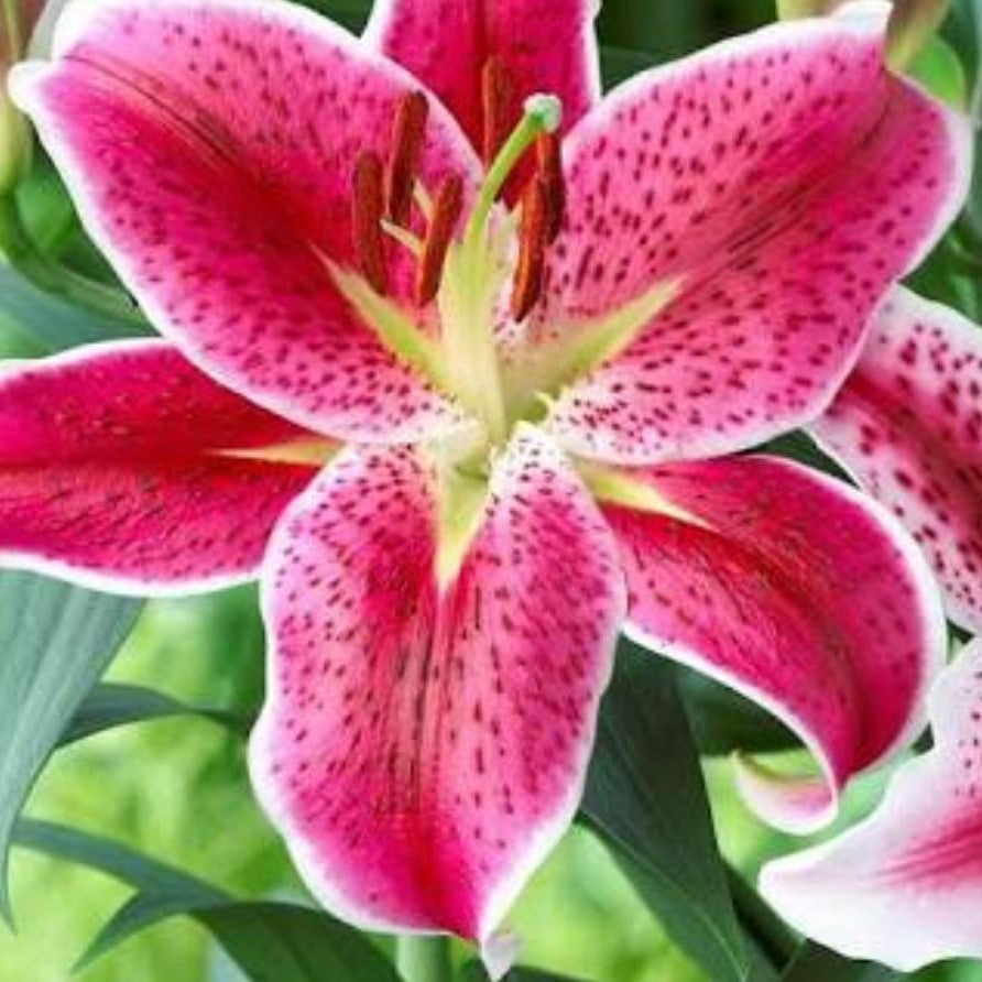  Lilium Oriental 'Starlight Express' (Bulbs)