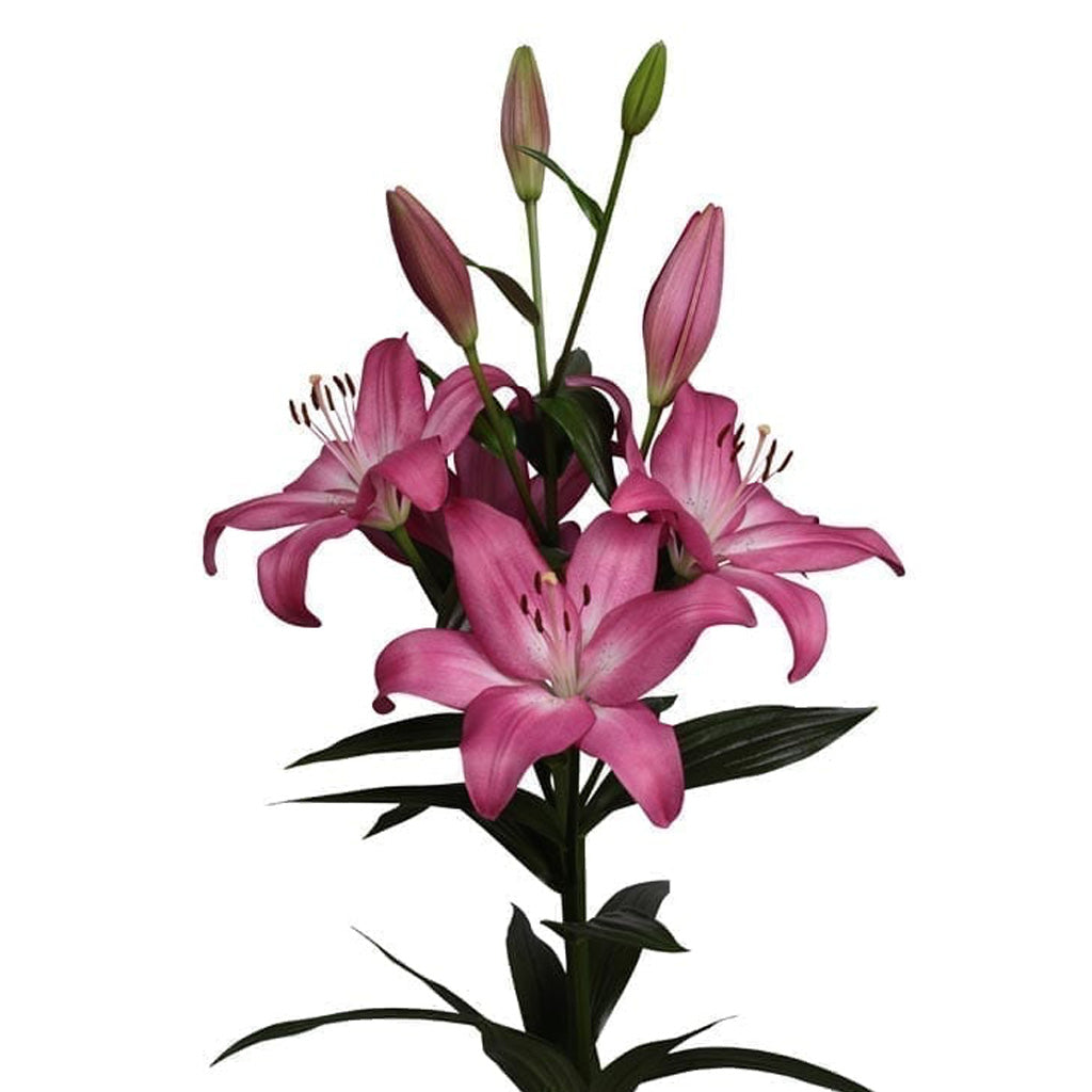  Lilium Asiatic 'Arbatex' (Bulbs)
