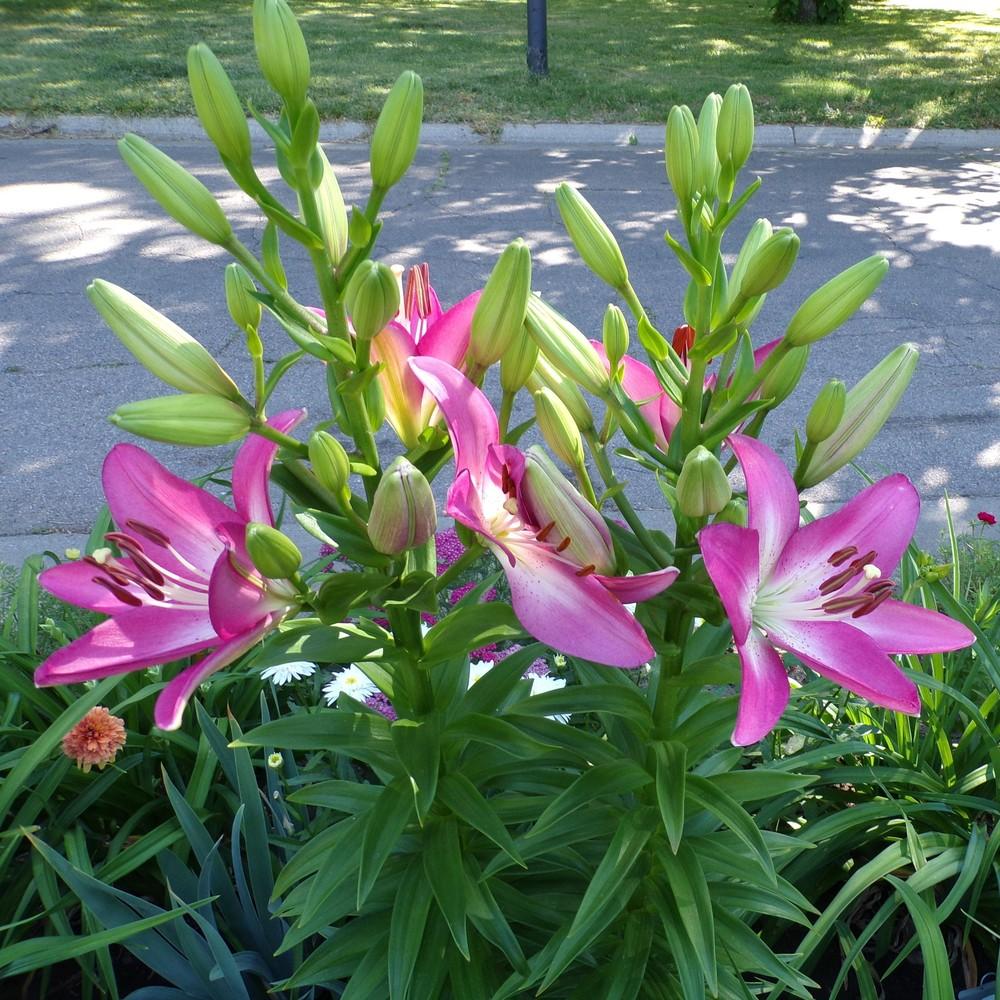  Lilium Asiatic 'Arbatex' (Bulbs)