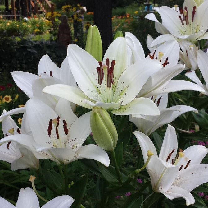  Lilium Asiatic 'Eyeliner' (Bulbs)