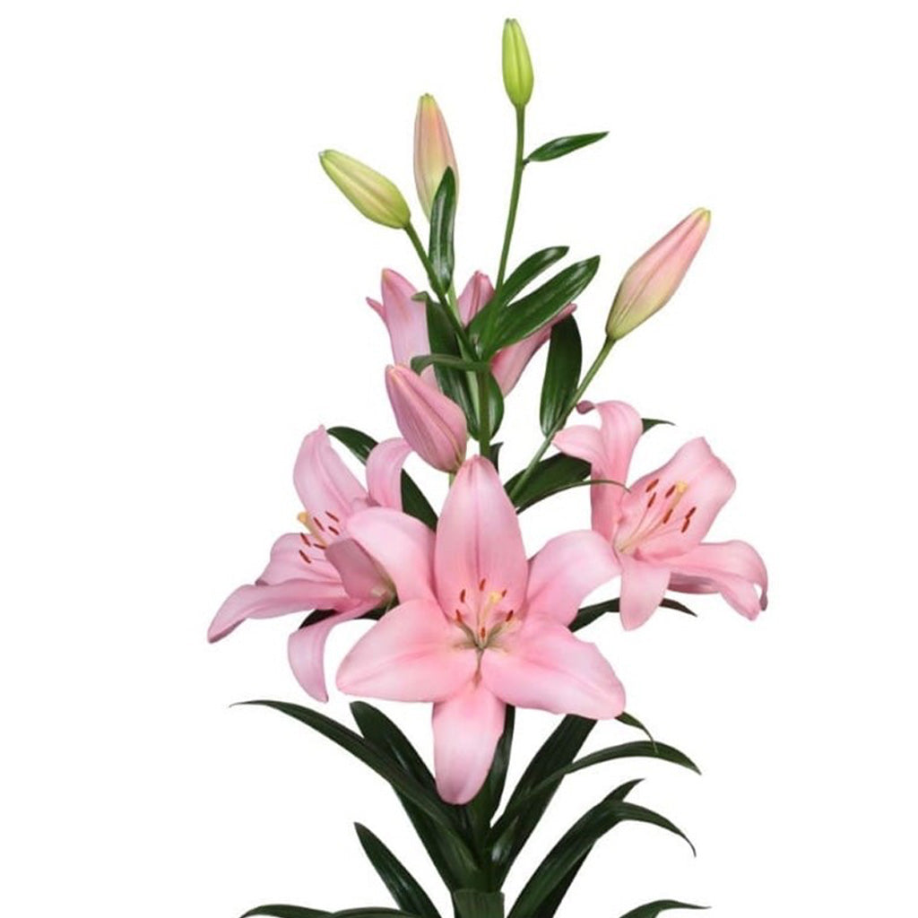  Lilium Asiatic 'Paciano' (Bulbs)