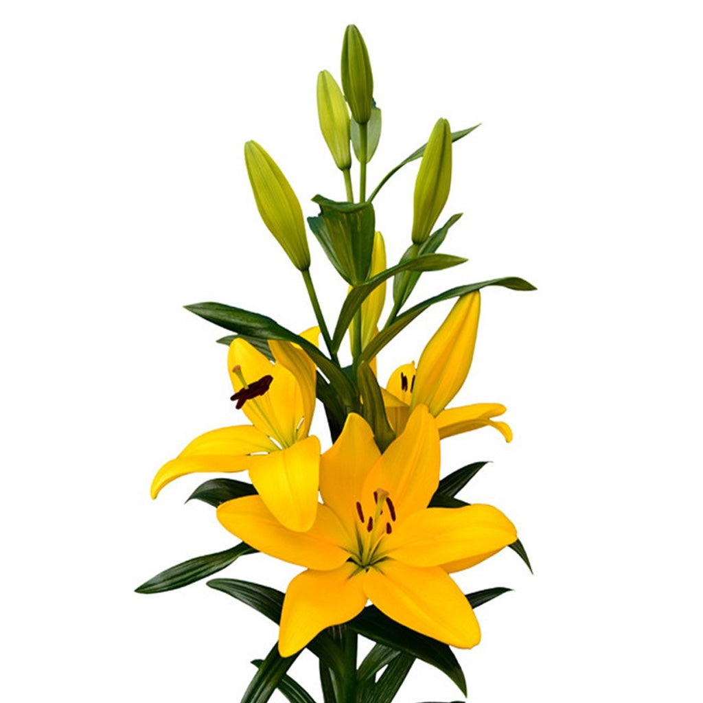 Lilium Asiatic 'Tampa' (Bulbs)