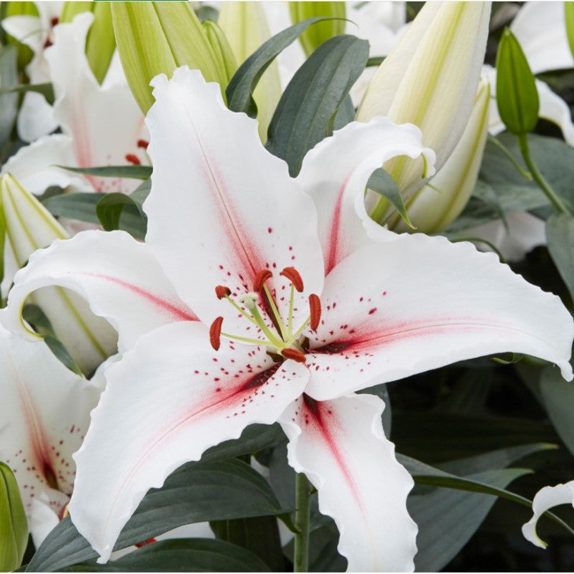  Lilium Oriental 'Domaso' (Bulbs)