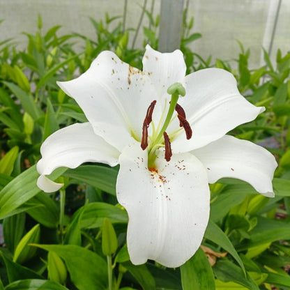  Lilium Oriental 'Casa Blanca' (Bulbs)