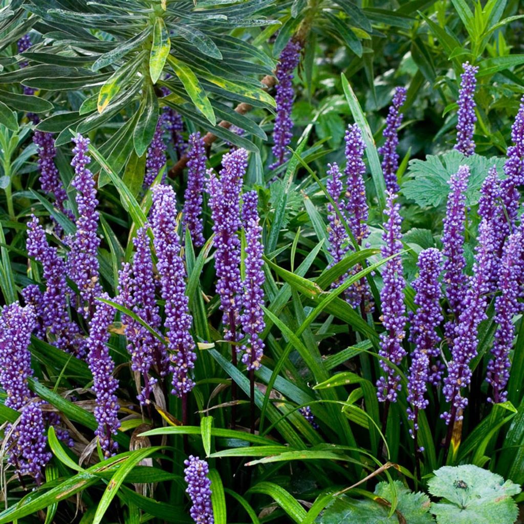  Liriope Muscari 'Variegata' Plant