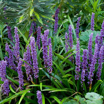  Liriope Muscari 'Variegata' Plant