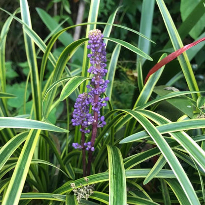  Liriope Muscari 'Variegata' Plant