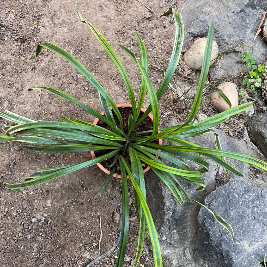  Liriope Muscari 'Variegata' Plant