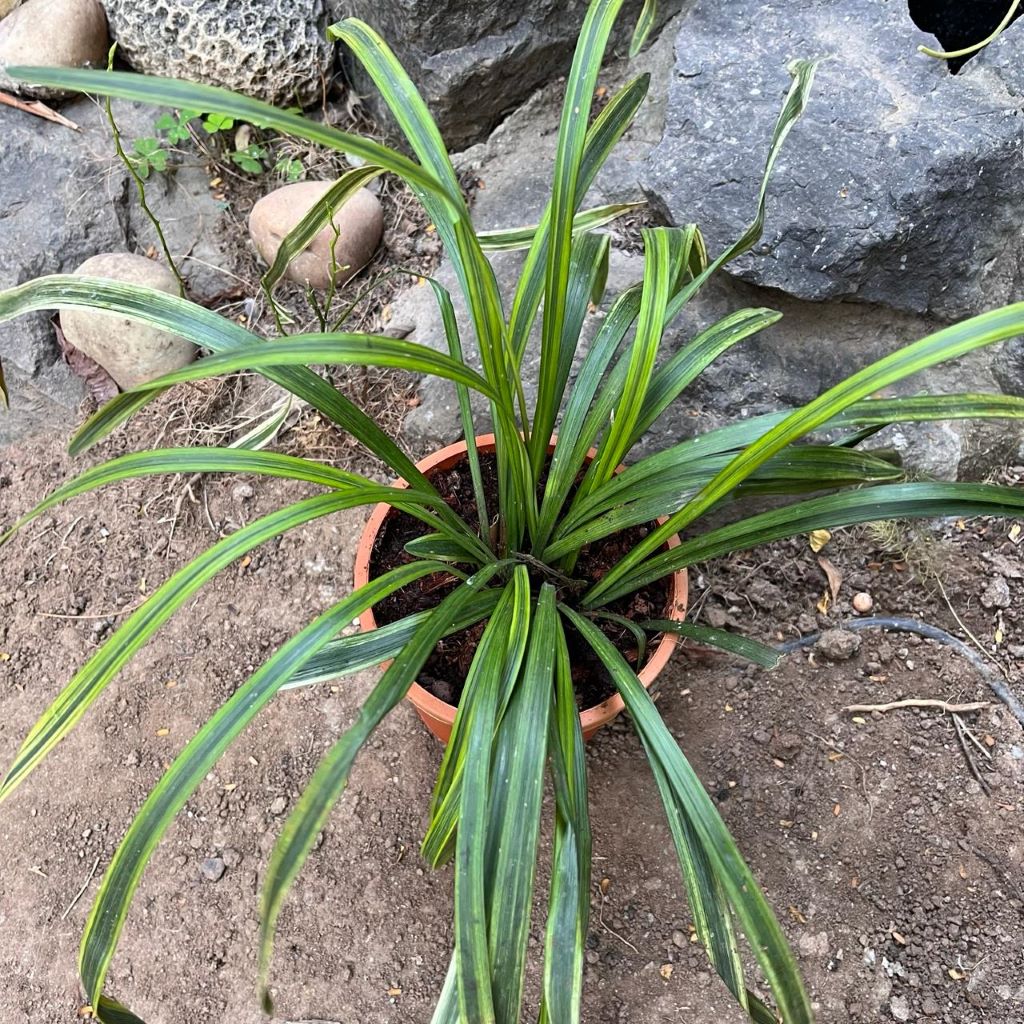  Liriope Muscari 'Variegata' Plant
