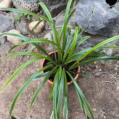  Liriope Muscari 'Variegata' Plant