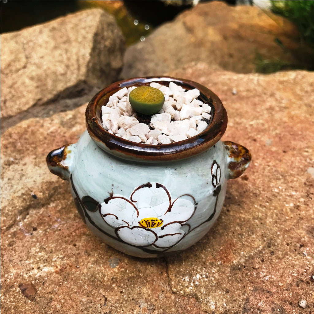  Lithop Fulviceps Aurea Living Stone Succulent Plant