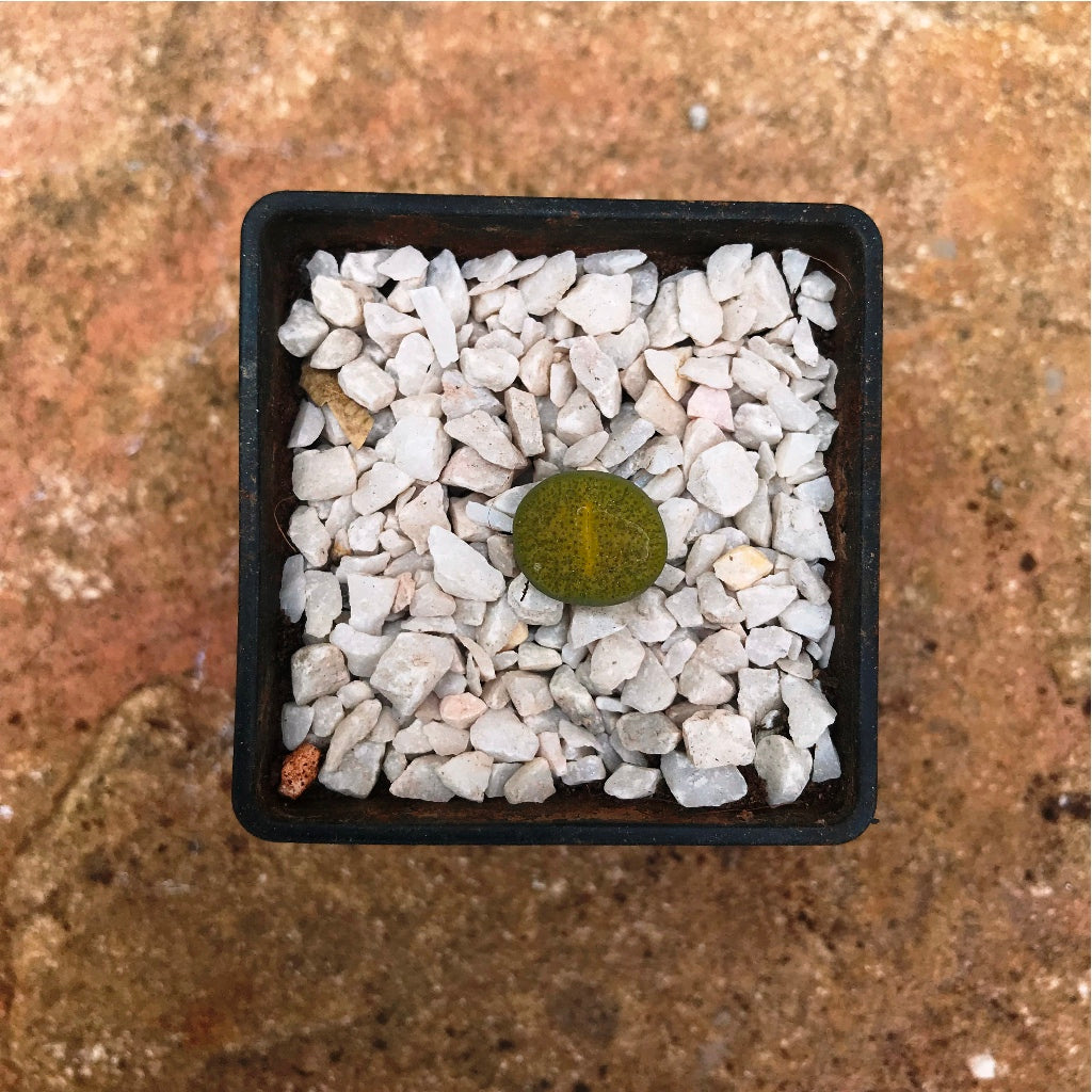  Lithop Fulviceps Aurea Living Stone Succulent Plant