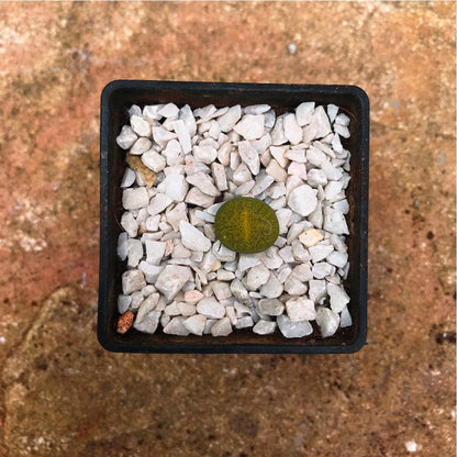  Lithop Fulviceps Aurea Living Stone Succulent Plant