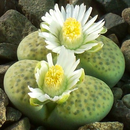  Lithop Fulviceps Aurea Living Stone Succulent Plant