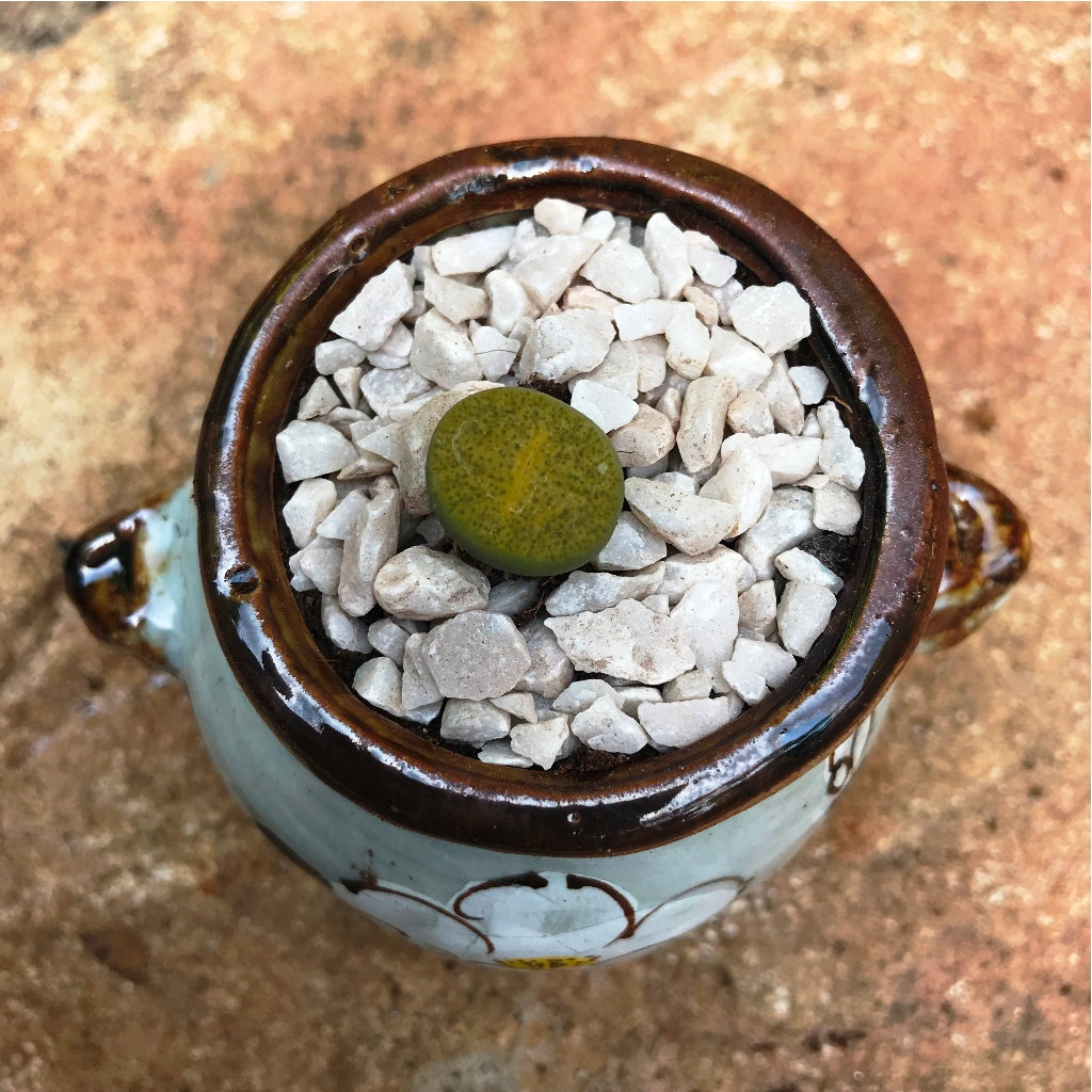  Lithop Fulviceps Aurea Living Stone Succulent Plant