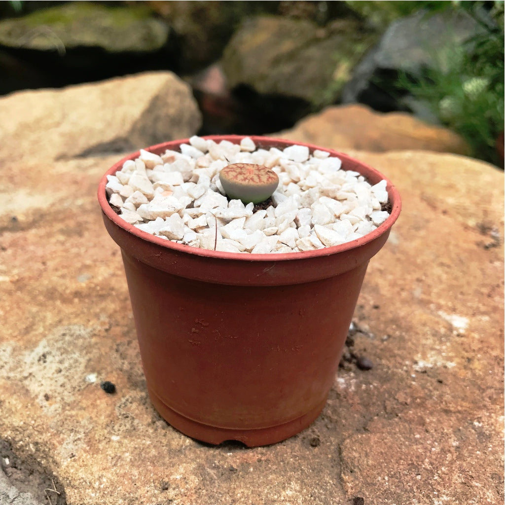  Lithop Pseudotruncatella Ssp. Pseudotruncatella Living Stone Succulent Plant