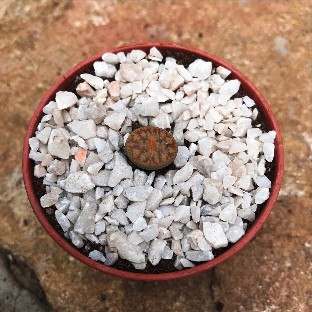  Lithop Pseudotruncatella Ssp. Pseudotruncatella Living Stone Succulent Plant