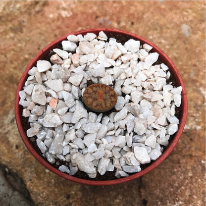  Lithop Pseudotruncatella Ssp. Pseudotruncatella Living Stone Succulent Plant