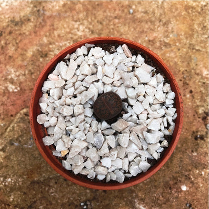  Lithops Aucampiaes Living Stone Succulent Plant