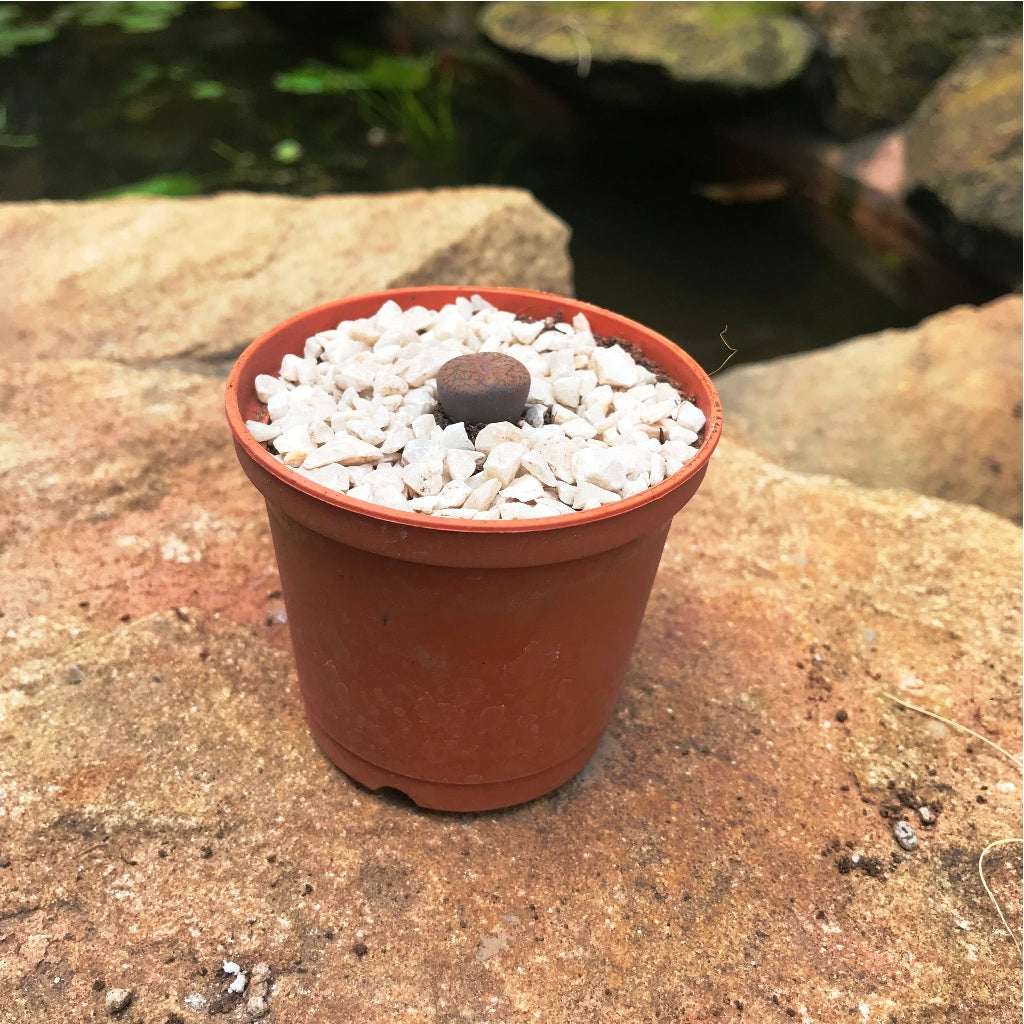  Lithops Aucampiaes Living Stone Succulent Plant