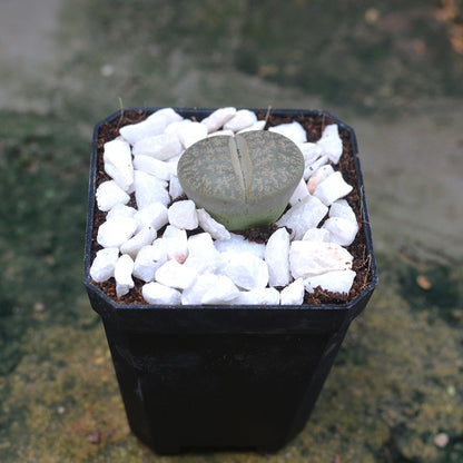  Lithops Lesliei Var. Venteri Living Stone Succulent Plant