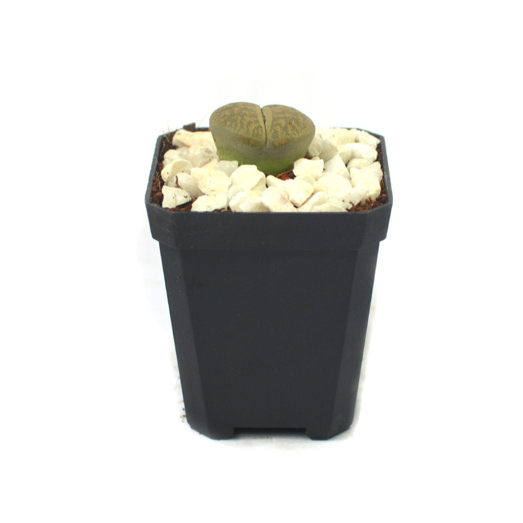  Lithops Lesliei Var. Venteri Living Stone Succulent Plant