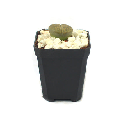  Lithops Lesliei Var. Venteri Living Stone Succulent Plant