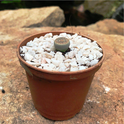  Lithops Pseudotruncatella Ssp. Dentritica Farinosa Living Stone Succulent Plant