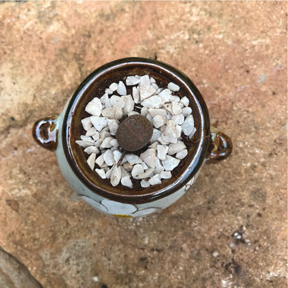  Lithops Aucampiaes Living Stone Succulent Plant