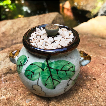  Lithops Pseudotruncatella Ssp. Dentritica Farinosa Living Stone Succulent Plant