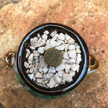  Lithops Pseudotruncatella Ssp. Dentritica Farinosa Living Stone Succulent Plant