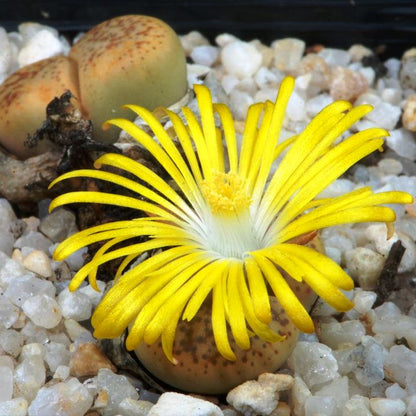  Lithop Pseudotruncatella Ssp. Pseudotruncatella Living Stone Succulent Plant