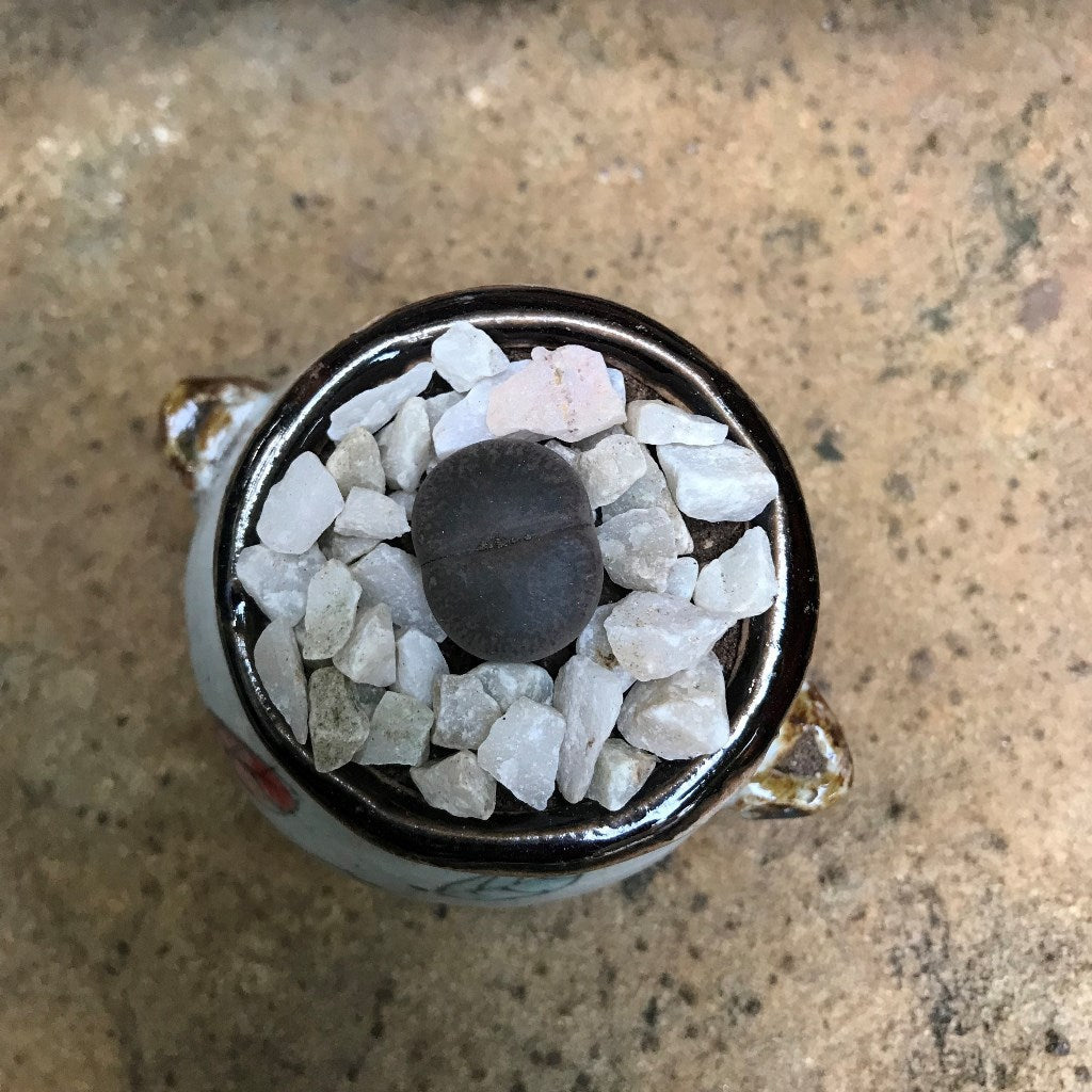  Lithops Lesliei Var. Venteri Living Stone Succulent Plant