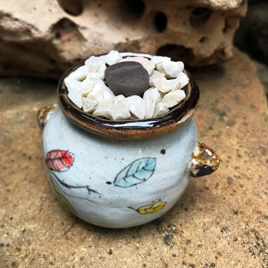  Lithops Lesliei Var. Venteri Living Stone Succulent Plant